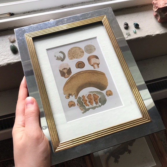 Vintage Other - antique framed fossil print - vintage home decor